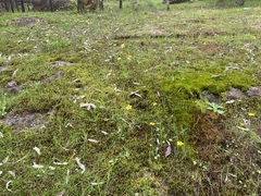 Ranunculus pachycarpus