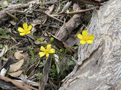 Ranunculus pachycarpus