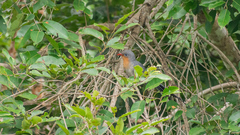 Zanclostomus javanicus