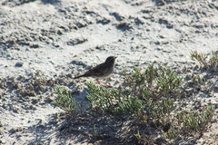 Passerculus sandwichensis beldingi