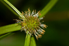 Cyperus aromaticus