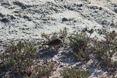Passerculus sandwichensis beldingi