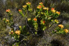 Leucospermum oleifolium