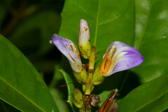 Acanthus ilicifolius