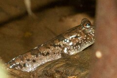 Periophthalmus argentilineatus