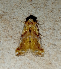 Plusiodonta compressipalpis