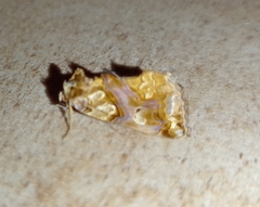 Plusiodonta compressipalpis