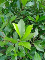 Rhizophora samoensis