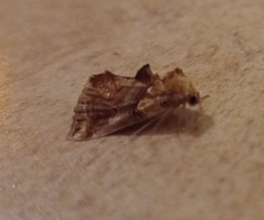 Plusiodonta compressipalpis