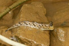 Periophthalmus argentilineatus