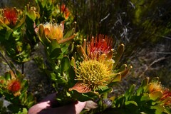 Leucospermum oleifolium