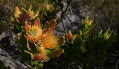 Leucospermum oleifolium