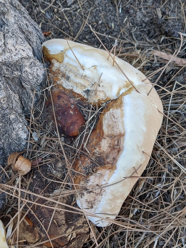Ganoderma polychromum