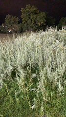 Artemisia filifolia