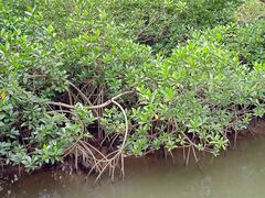 Rhizophora samoensis