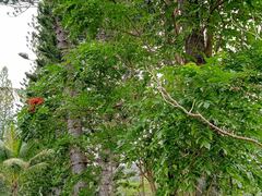 Spathodea campanulata