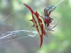 Gasteracantha milvoides