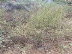 Ceanothus parvifolius