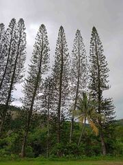 Araucaria columnaris