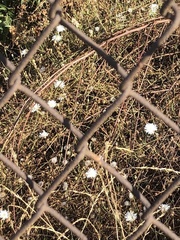 Malacothrix saxatilis