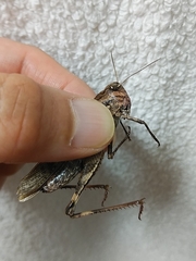 Oedaleus infernalis