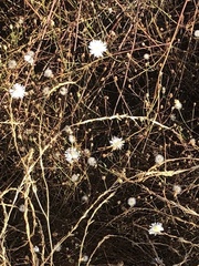 Malacothrix saxatilis