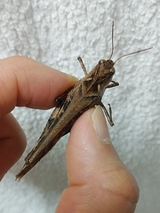 Oedaleus infernalis