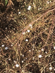 Malacothrix saxatilis