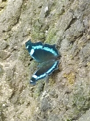 Kaniska canace nojaponicum