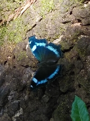 Kaniska canace nojaponicum