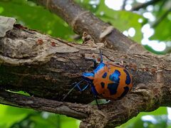 Tectocoris diophthalmus