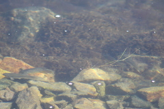 Fundulus parvipinnis