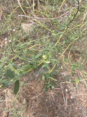 Ceanothus parvifolius
