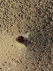Pogonomyrmex californicus