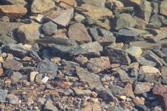 Fundulus parvipinnis