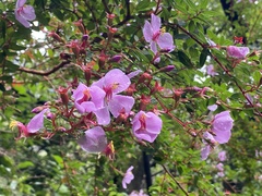 Melastomeae