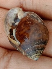 Ellobiidae