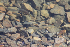 Fundulus parvipinnis