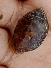 Ellobiidae