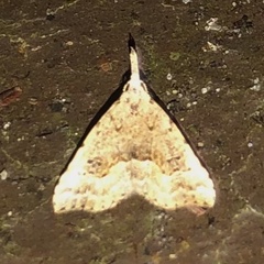 Trigonistis asthenopa