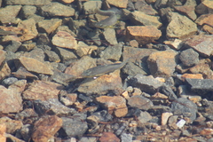 Fundulus parvipinnis