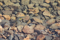 Fundulus parvipinnis