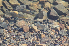 Fundulus parvipinnis