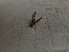 Polistes versicolor