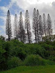 Araucaria columnaris