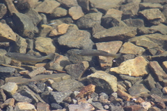Fundulus parvipinnis