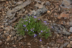 Polemonium pulcherrimum