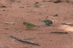 Sicalis flaveola
