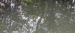 Oreochromis