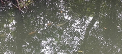 Oreochromis